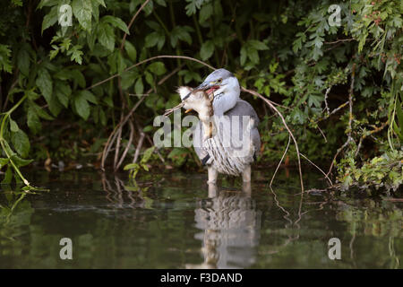 Reiher verschlingt ein Mandarin-Entlein Stockfoto
