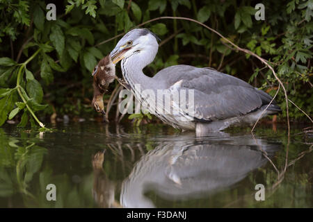 Reiher verschlingt ein Mandarin-Entlein Stockfoto