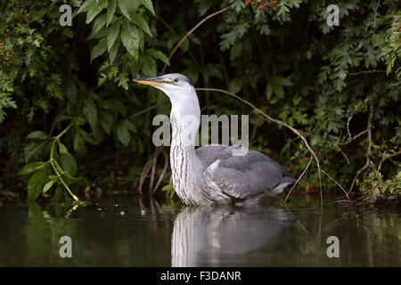 Heron schlucken ein Entlein Stockfoto