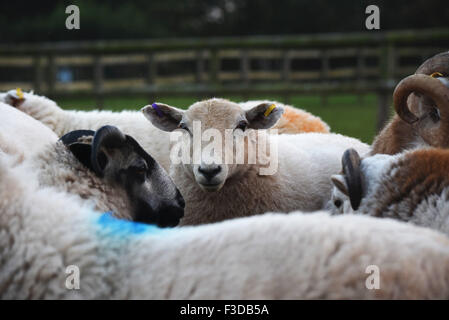 Eine kleine Herde von Schafen auf einem Welsh Mountain-Bauernhof in Süd-Wales Stockfoto