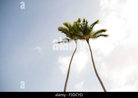 Niedrigen Winkel Blick auf Palmen Stockfoto