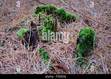 Moos wächst auf Baumwurzeln im Unterholz auf einem Waldboden. Stockfoto