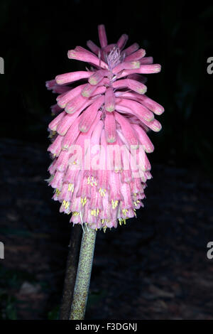 Nahaufnahme der Blüte Wald Lilie / Sand Zwiebel / Winter Red Hot Poker - Veltheimia Bracteata - Familie Hyancinthaceae Stockfoto