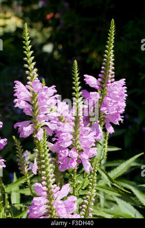 Gehorsam Pflanze, AKA Gehorsam, falsche Drachenkopf (Physostegia Virginiana) - USA Stockfoto