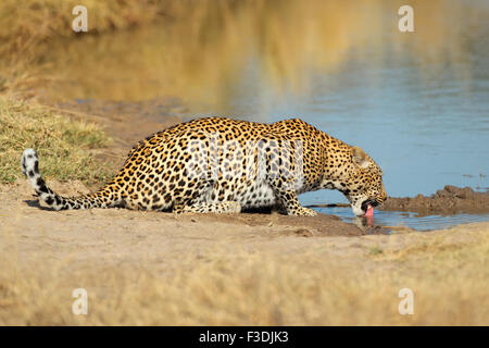 Leopard (Panthera Pardus) trinken am Wasserloch, Sabie Sand Naturschutzgebiet, Südafrika Stockfoto