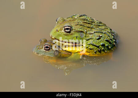 Ein paar afrikanische riesige Ochsenfrösche (Pyxicephalus Adspersus) Paaren, Südafrika Stockfoto