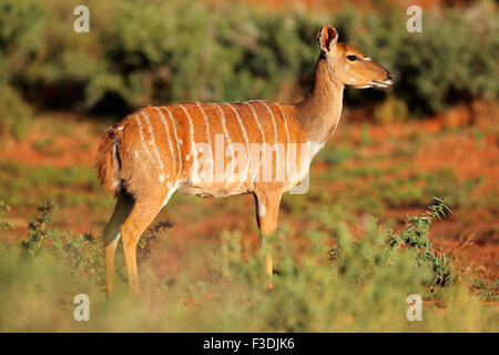 Weiblicher Nyala-Antilope (Tragelaphus Angasii) im natürlichen Lebensraum, Mokala National Park, Südafrika Stockfoto