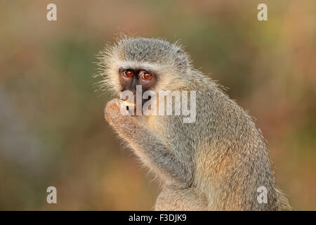 Porträt eines Vervet Affen (grüne Aethiops), Krüger Nationalpark, Südafrika Stockfoto