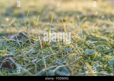 Gras- und Moos auf Herbstmorgen, geringe Schärfentiefe gefroren Stockfoto