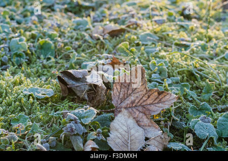 Trockenen Ahornblatt auf dem Frost bedeckt, Rasen und Moos, kalten Herbstmorgen Stockfoto