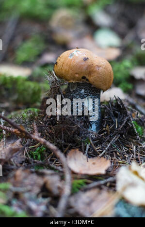 Nahaufnahme des Orange-Cup Steinpilze (Leccinum Aurantiacum) Stockfoto