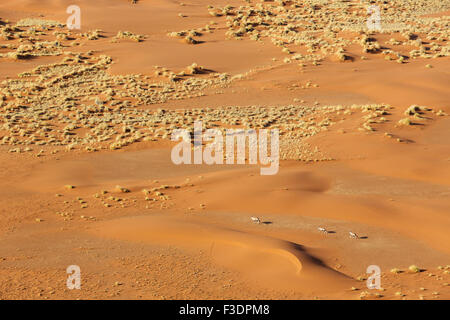 Spießböcke oder Gemsbucks (Oryx Gazella) auf sandige Ebene in der Namib-Wüste, Luftaufnahme, Namib-Naukluft-Nationalpark, Namibia Stockfoto