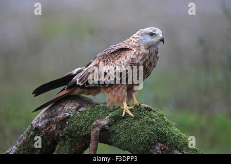 Rotmilan (Milvus Milvus) sitzt auf alten Baumstamm, Allgäu, Bayern, Deutschland Stockfoto