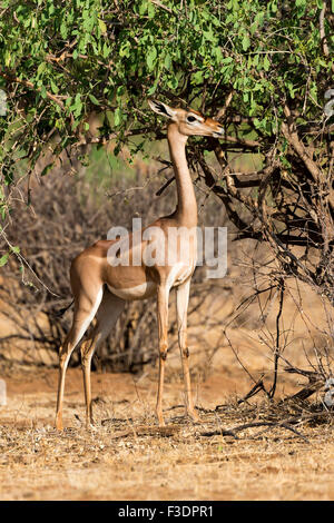 Wallers Gazelle, auch Gerenuk oder Giraffe-necked Antilope (Litocranius Walleri), Samburu National Reserve, Kenia Stockfoto