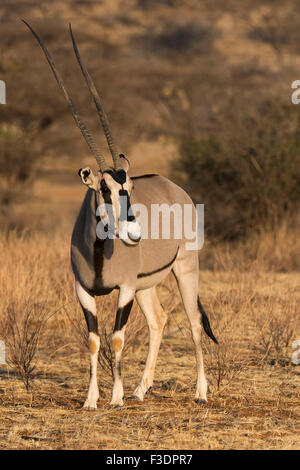 Ostafrikanische Oryx oder Beisa (Oryx Beisa), Samburu National Reserve, Kenia, Ostafrika Stockfoto