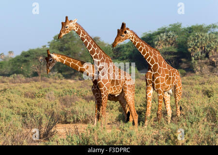 Drei somalische Giraffen oder netzförmigen Giraffen (Giraffa Reticulata Plancius), Samburu National Reserve, Kenia Stockfoto