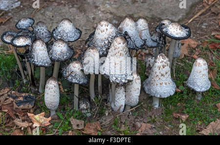 Shaggy Farbkappen, auch des Rechtsanwalts Perücken oder zotteligen Mähnen (Coprinus Comatus) verfallenden, Bayern, Deutschland Stockfoto