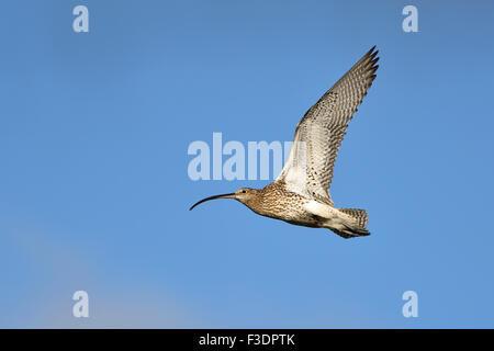 Eurasische Brachvogel (Numenius Arquata) fliegen, Texel, West Ostfriesischen Inseln, Provinz Nord-Holland, Niederlande Stockfoto