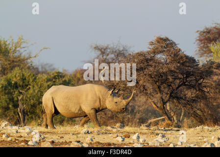 Schwarze Nashorn oder Haken-lippige Rhinoceros (Diceros Bicornis) weibliche nahe Wasserloch, Etosha Nationalpark, Namibia Stockfoto