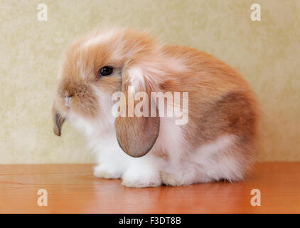 niedliche lop eared Baby Kaninchen Stockfoto