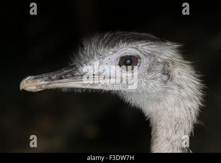 Nahaufnahme des Kopfes eines weiblichen südamerikanischen größere Rhea oder Ñandú (Rhea Americana), im Profil gesehen Stockfoto