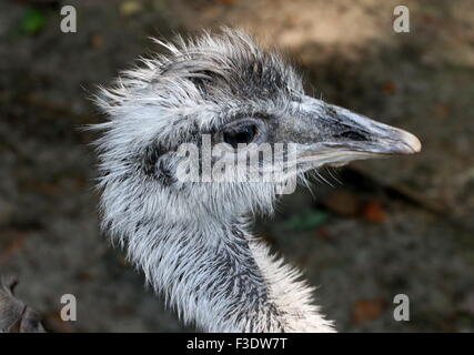 Männlichen südamerikanischen größere Rhea oder Ñandú (Rhea Americana), ursprünglich aus der Pampa von Brasilien und Argentinien. Kopf im Profil gesehen Stockfoto