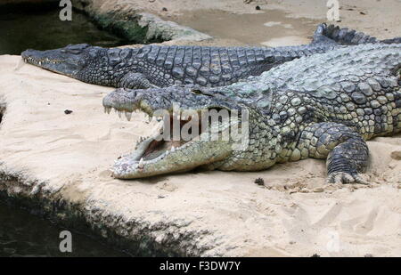 Reifen Sie, afrikanische Nil Krokodil (Crocodylus Niloticus) in der Sonne aalen Stockfoto