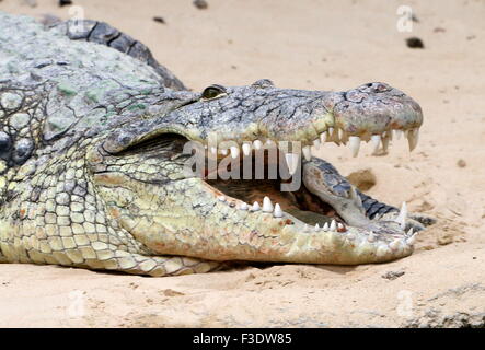 Reifen Sie, afrikanische Nil Krokodil (Crocodylus Niloticus) in der Sonne aalen Stockfoto