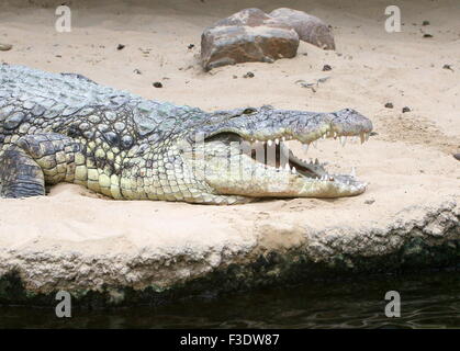 Reifen Sie, afrikanische Nil Krokodil (Crocodylus Niloticus) in der Sonne aalen Stockfoto