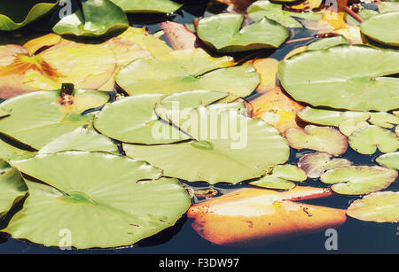 Schöne grüne Seerosen. Frosch im Wasser. Natürliche Szene. Stockfoto