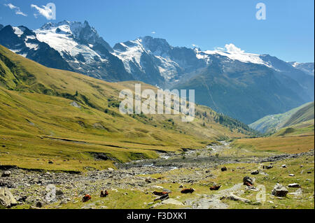 Atemberaubende Panorama-Landschaft von Schnee bedeckt, Berge und grüne Alm mit Kühen, Französische Alpen, Frankreich, Dorf Valfroide, La Grave Stockfoto