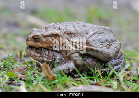 Gemeinsamen Kröte (Bufo Bufo) paar Paarung auf dem Weg in die Pfütze Stockfoto