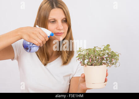 Junges Mädchen Europäer Pflege und Bewässerung von Topfpflanzen Fitton Stockfoto