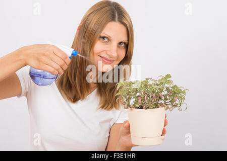 Junges Mädchen Europäer Pflege und Bewässerung von Topfpflanzen Fitton Stockfoto