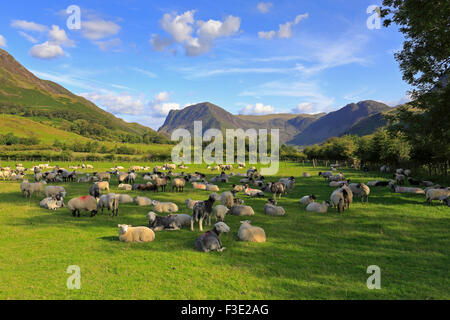 Herdwick Schafe mit entfernten Fleetwith Pick und Haystacks Bergkette in Buttermere, Cumbria, Lake District National Park, England, Großbritannien. Stockfoto