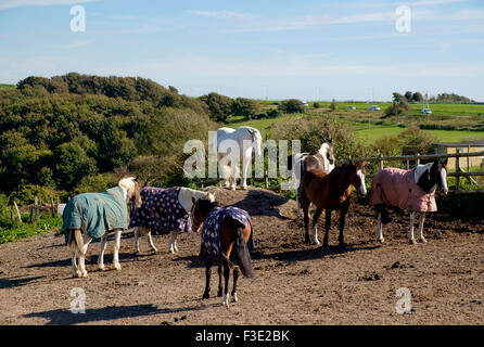 Brighton, UK - 28. September 2015: Pferde im Stall auf Rennbahn Hügel, Woodingdean / Bevendean-Grenze, Brighton Stockfoto