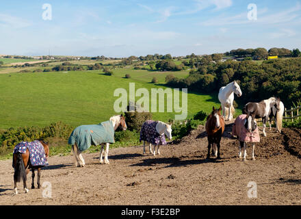 Brighton, UK - 28. September 2015: Pferde im Stall auf Rennbahn Hügel, Woodingdean / Bevendean-Grenze, Brighton Stockfoto