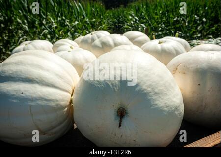 Herbst-Landschaft bei einem Kürbisfeld. Stockfoto