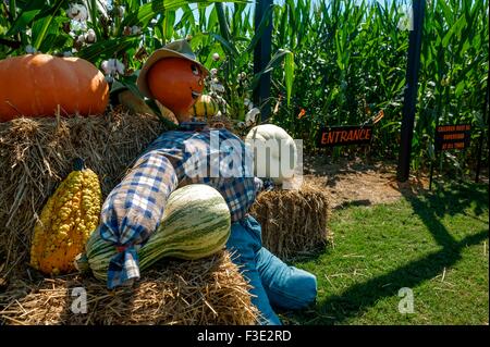 Herbst-Landschaft bei einem Kürbisfeld. Stockfoto