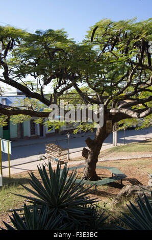 Vögel in Käfigen hängen von einem Baum in Trinidad, Sancti Spiritus, Republik Kuba Stockfoto