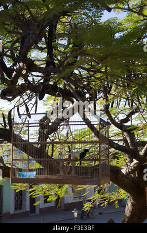 Vögel in Käfigen hängen von einem Baum in Trinidad, Sancti Spiritus, Republik Kuba Stockfoto