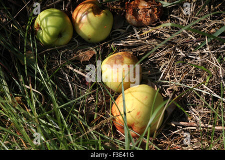 Gefallenen Äpfel auf dem Boden verrotten. Stockfoto