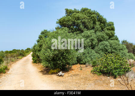 Mediterrane Vegetation. Olea Europaea. Calamosche, Noto, Stockfoto