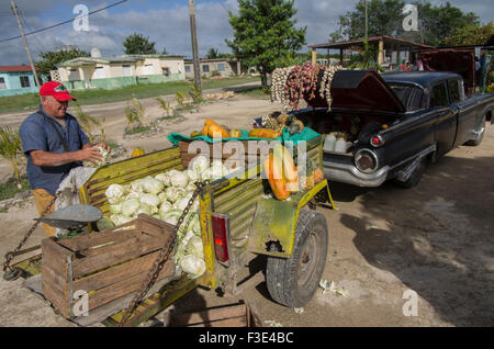 Knoblauch und Ananas zum Verkauf auf der Rückseite von einem amerikanischen Oldtimer in Playa Larga auf der Insel Kuba Stockfoto