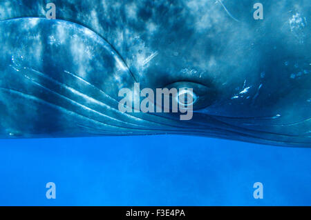 Buckelwal (Impressionen Novaeangliae) Erwachsene im karibischen Meer. Stockfoto