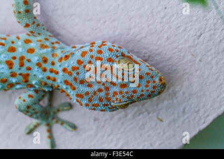 Gecko auf Wand hautnah. Stockfoto