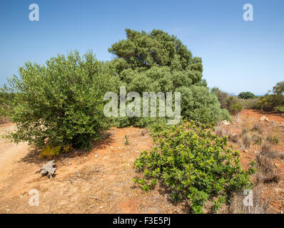 Mediterrane Vegetation. Olea Europaea. Calamosche, Noto, Stockfoto