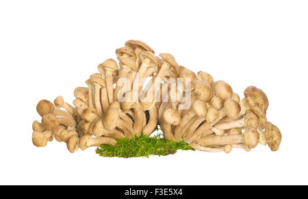 Honig Champignons. Stockfoto