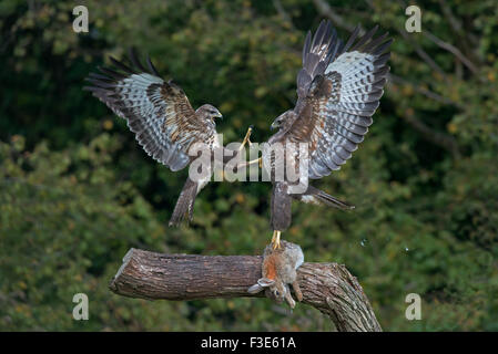 Paar von Buteo Buteo Mäusebussarde - anzeigen Aggression über Beute. Herbst. UK Stockfoto