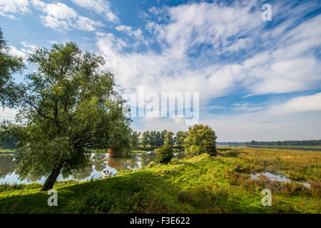 Baum voll von roten Beeren im Polder im nationalen Naturpark Biesbosch Nationaal Natuurpark de Biesbosch Stockfoto